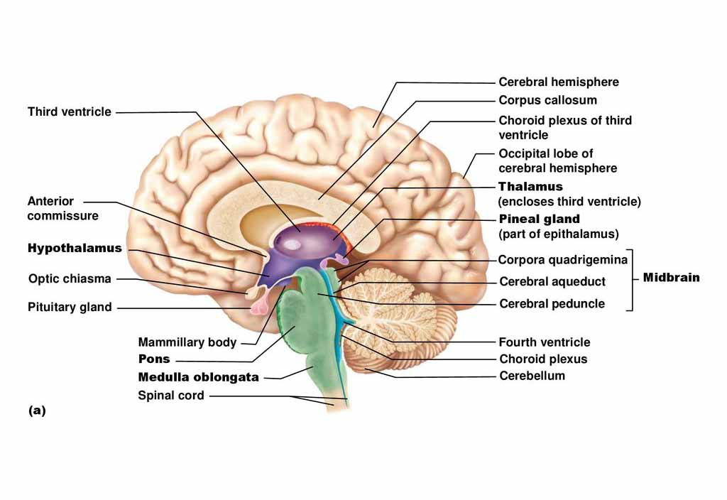 Brain Structure Diagram