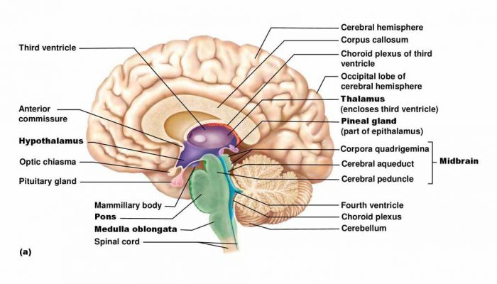 Detailed Brain Structure